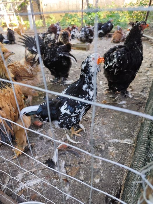 De vânzare, între 2 luni și 4 luni