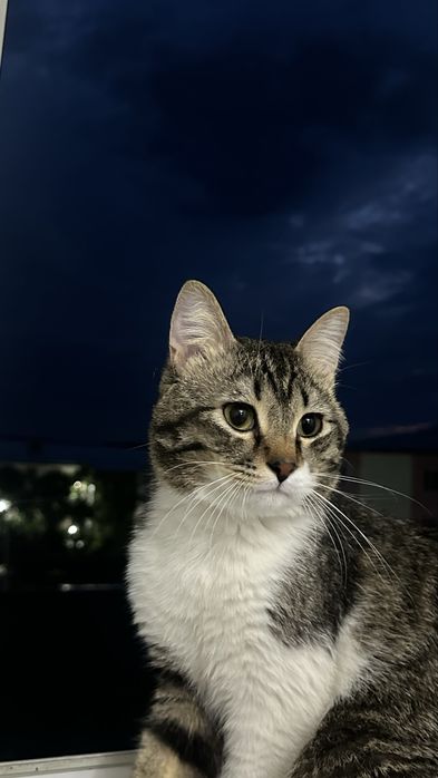 Котик,1 год,отдам в добрые руки