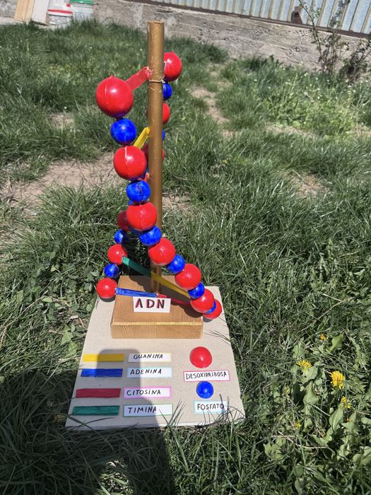 Поделка днк модель