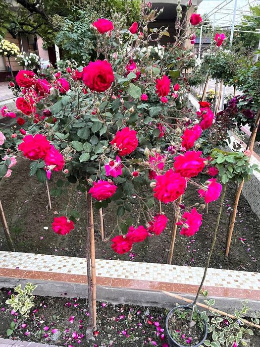 Атиргул хар хил ранлари бор