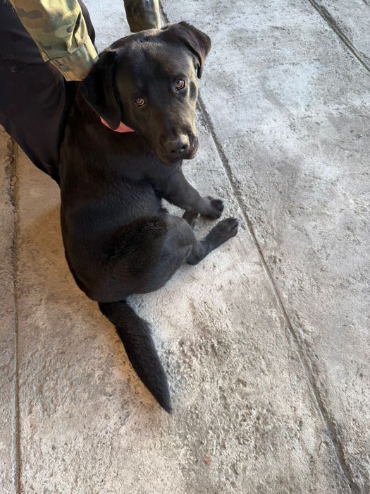 Продам лабрадора  40 000тг.