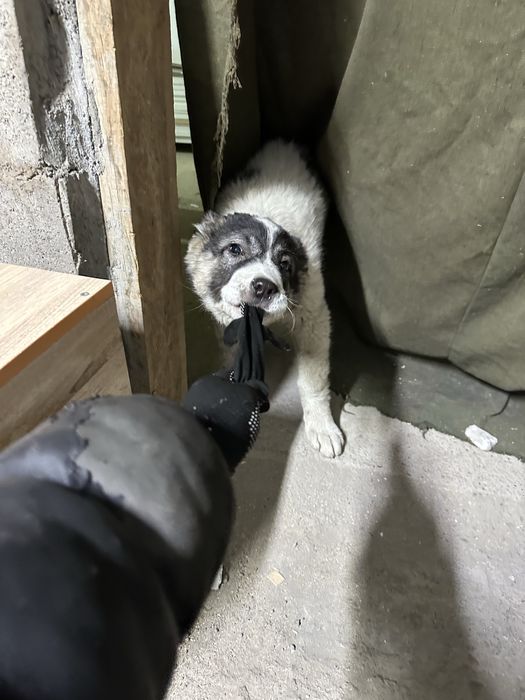 Алабай отдам щенок