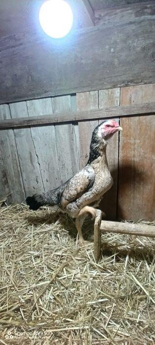 О шамо пара сатылады