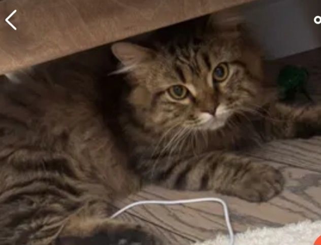 Кот отдам в хорошие руки