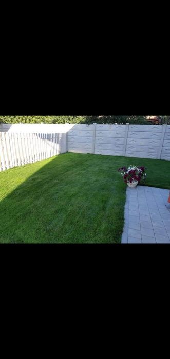 Tuia leylandii ideal pentru gard viu