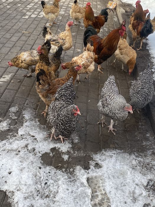 Продам кур и петехов