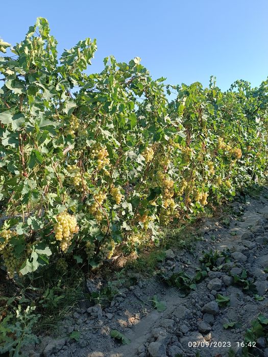 UZUM TOYIFI narxi 15 ming so'm