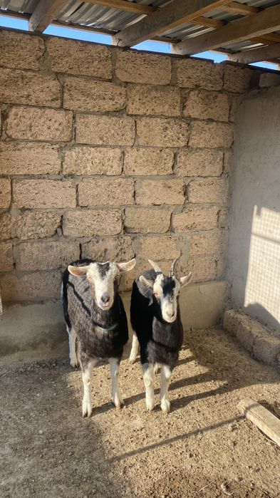 Ешкі сатылады лағымен