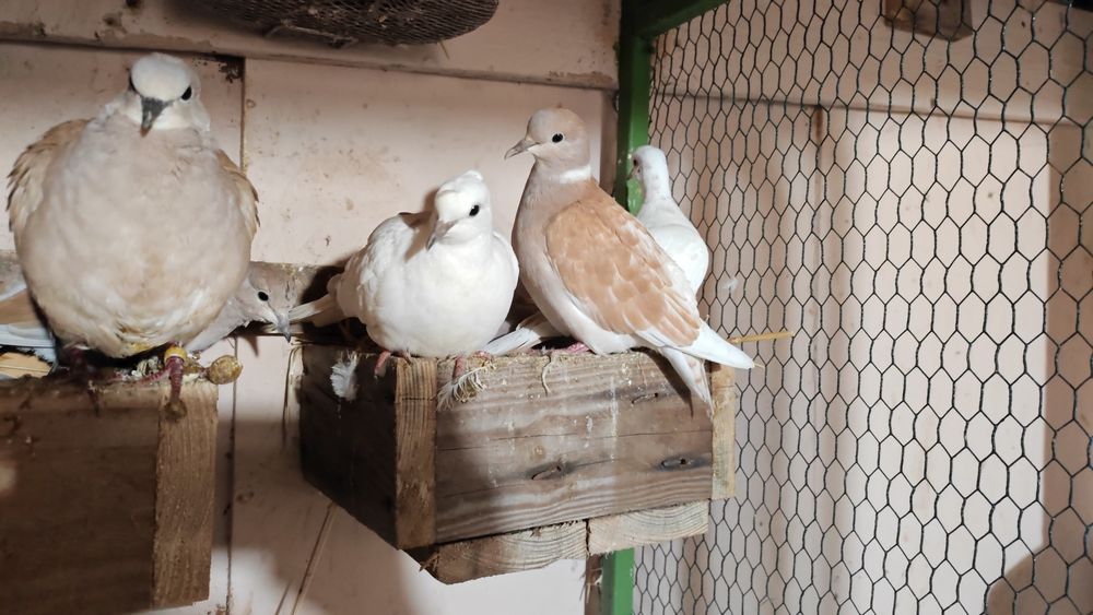 Turturele Rozătoare