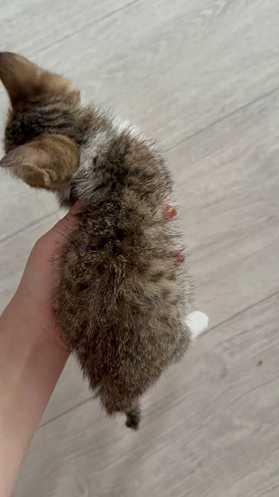 котёнок бесплатно / мысык