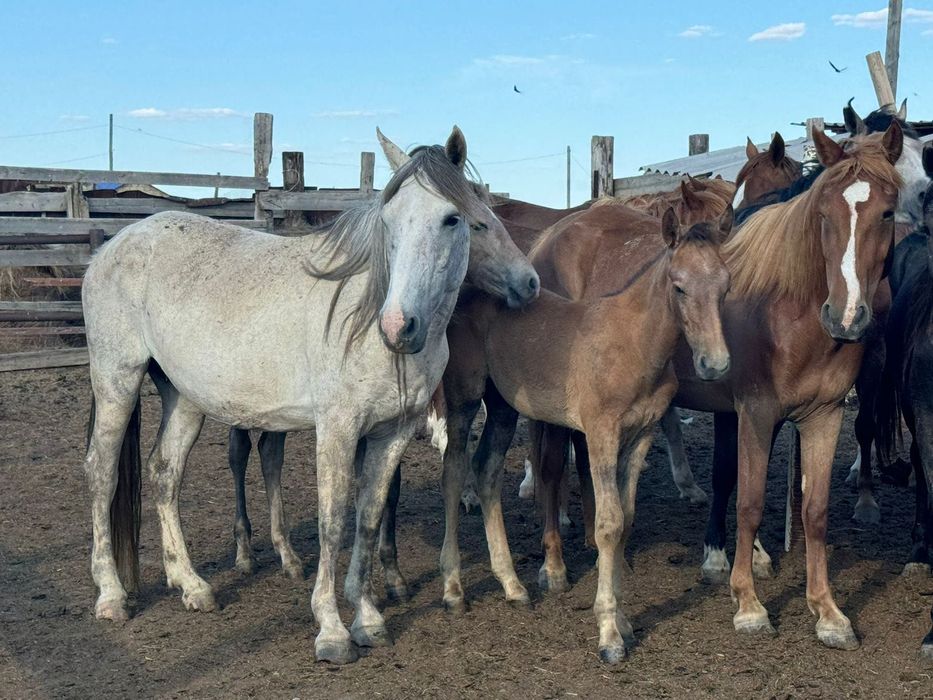 Жылқы малы сатылады  Сыйрда бар