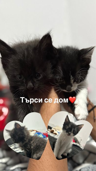 Малки котета си търсят дом