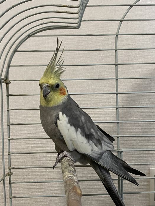 Попугай корелла