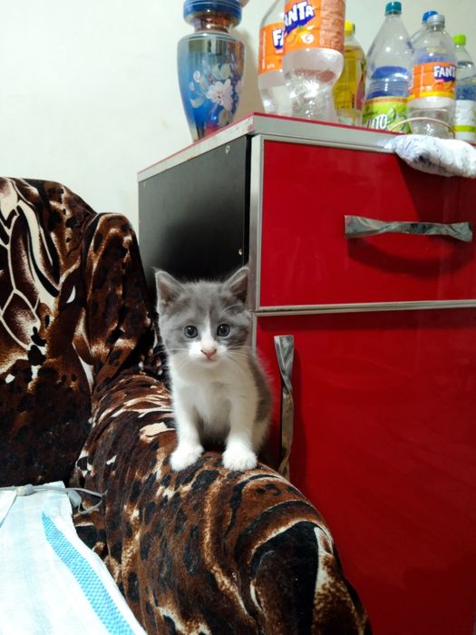 Отдам котят в добрые руки