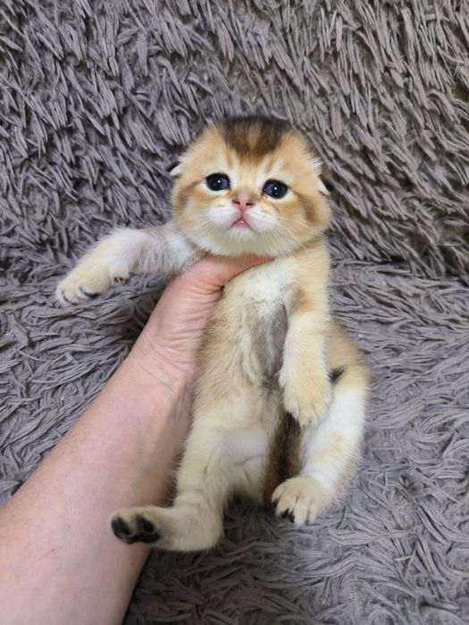 Чистокровные мимишки