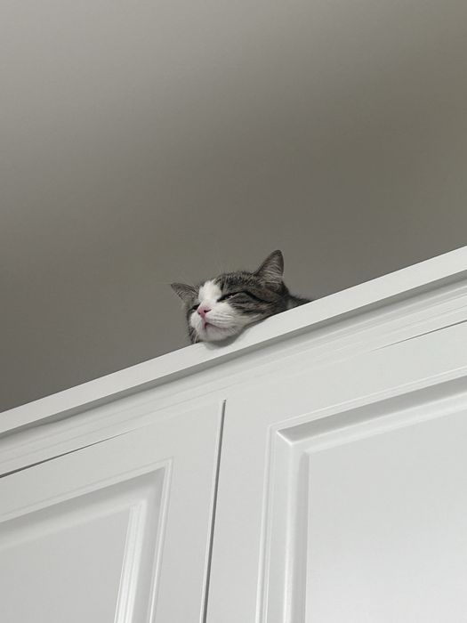 Отдам кота в хорошие руки !