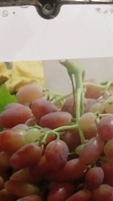 Рассада винограды