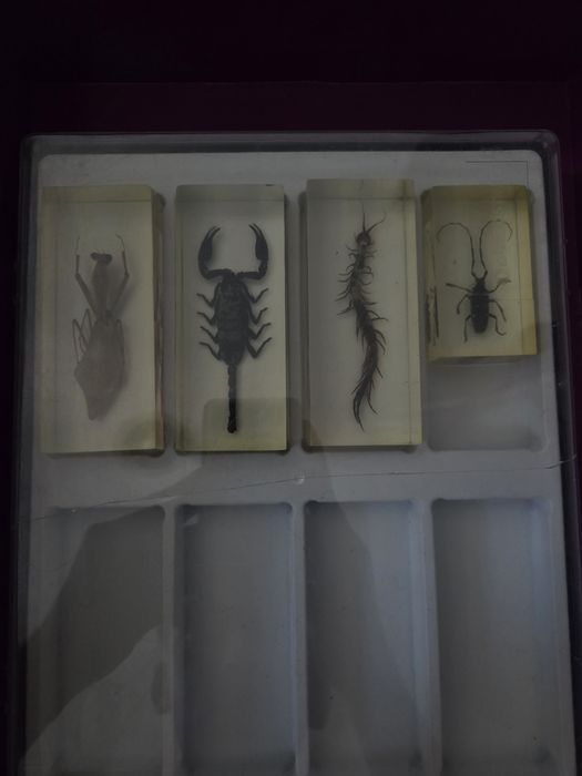 Vând Insectar, 16 insecte unice