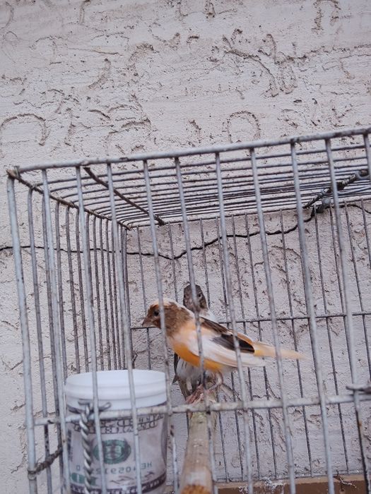 Молодые конарейки