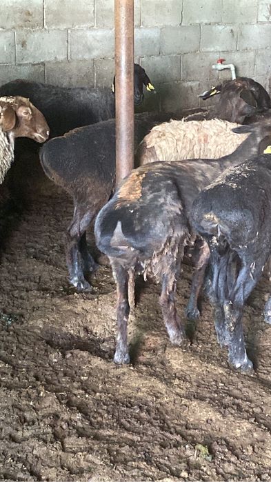 Кой сатылады. Продам баран