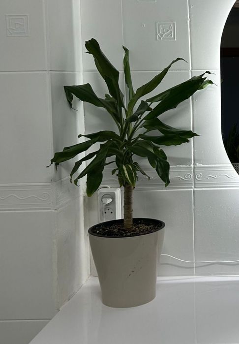 Комнатные цветы.