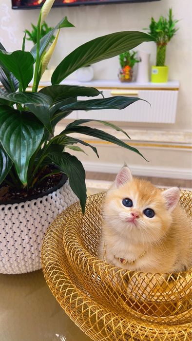 Золотая шиншилла