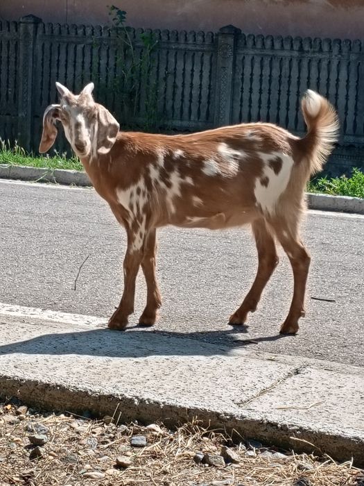 Vând  o iada de 5 luni