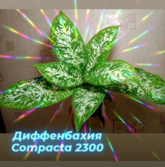 Комнатные цветы, растения