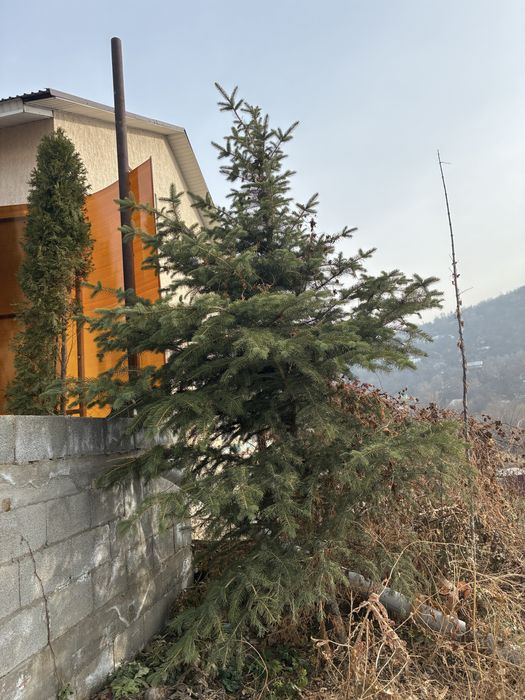 Елка продается живая