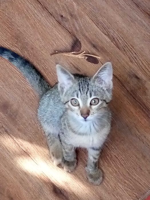 Пристраивается котенок 7 месяцев