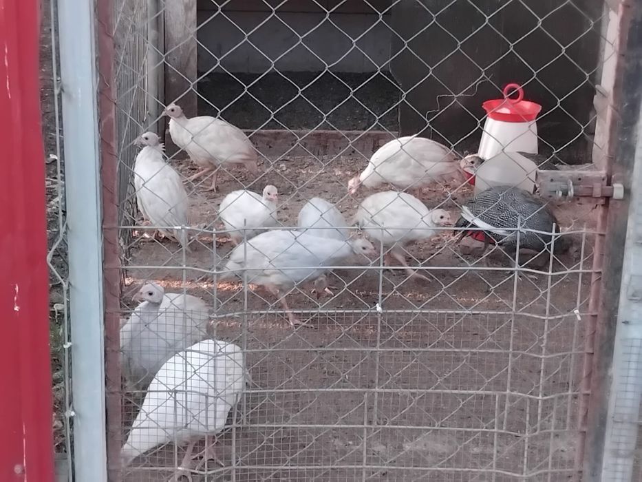 Vand oua de bibilica