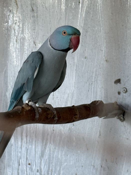 Papagali micul alexandru