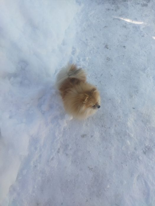 Померанский шпиц ждёт спутницу .