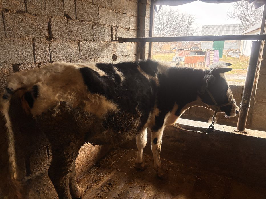 Сиыр сатылады жақсы дені сау