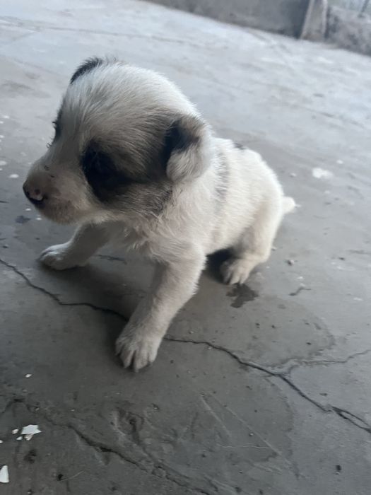 Отдам в хорошие добрые руки щенка