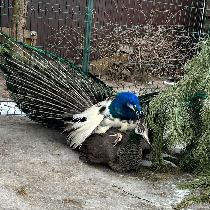 Индийские павлины