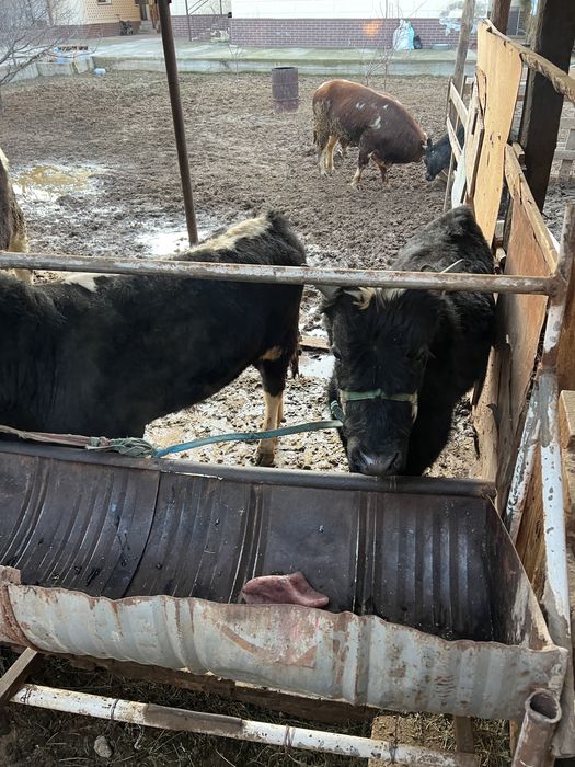 Бузаулар подсос сатылады