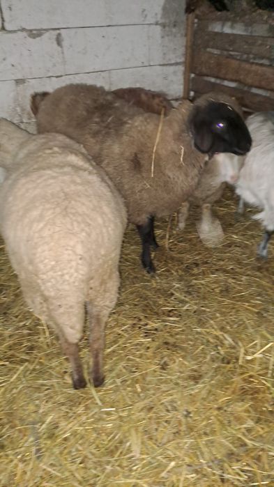 Schimb  carlane cu vițel sau capre bune