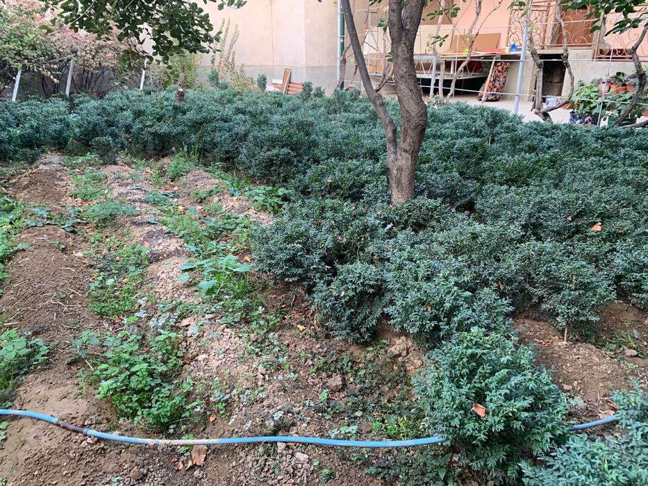 Srochna Shamshod sotiladi 20 mingdan 50 mingacha 500 ta bor