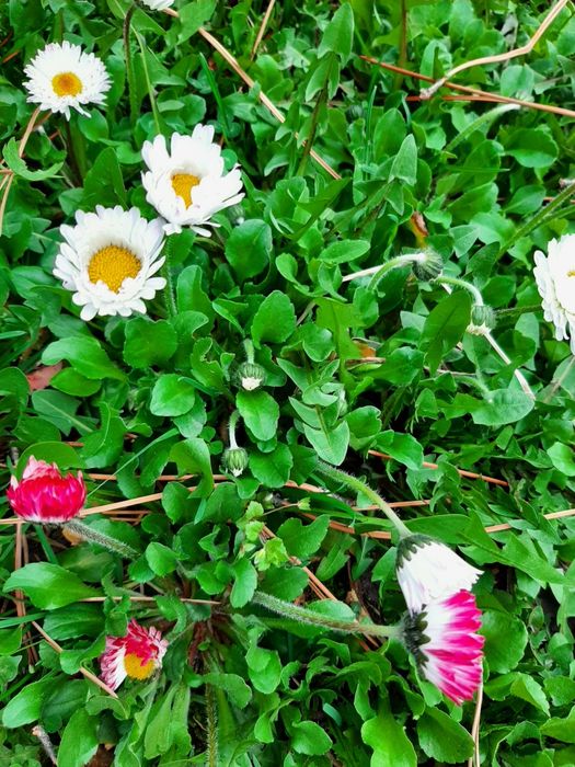 Садовые растения