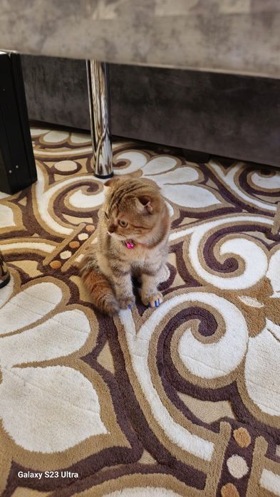 Mushuk sotiladi skotish fold