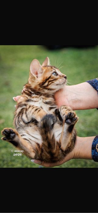 Бенгальская кошка премиум класса !!!