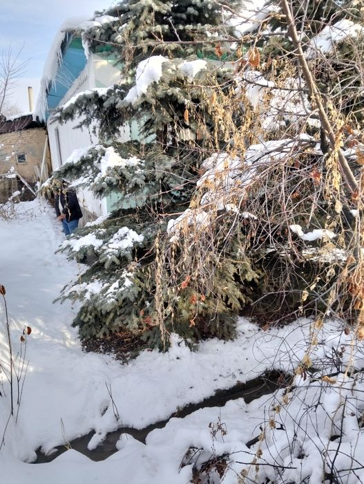 Продам ели голубой и зелёный