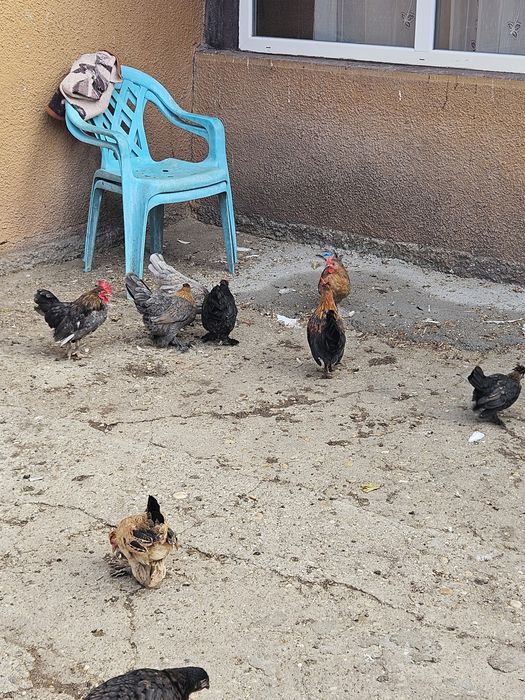 Gainușe pitici și Cocoși.