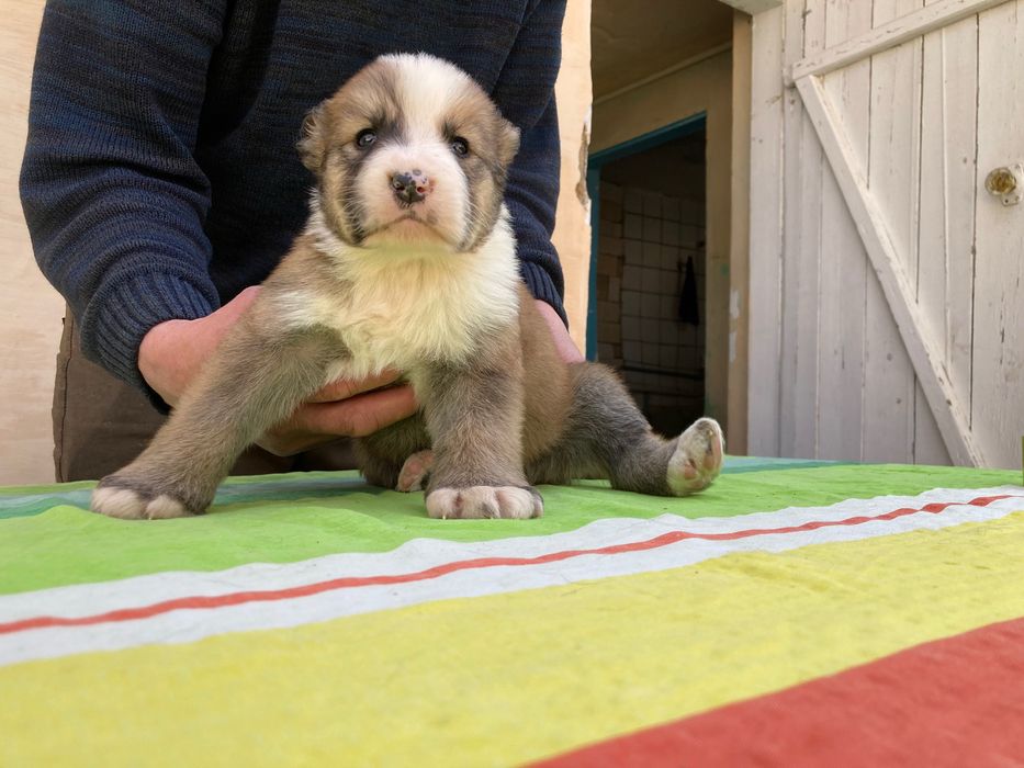 Щенок алабая ( Туркменский )
