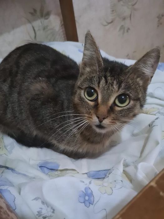 Молодая кошечка ищет дом