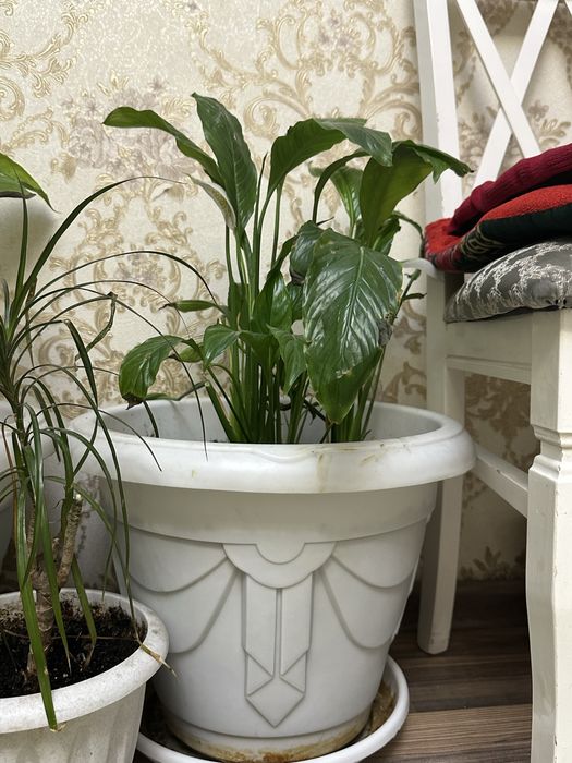 Срочна сатылады Женское счастье