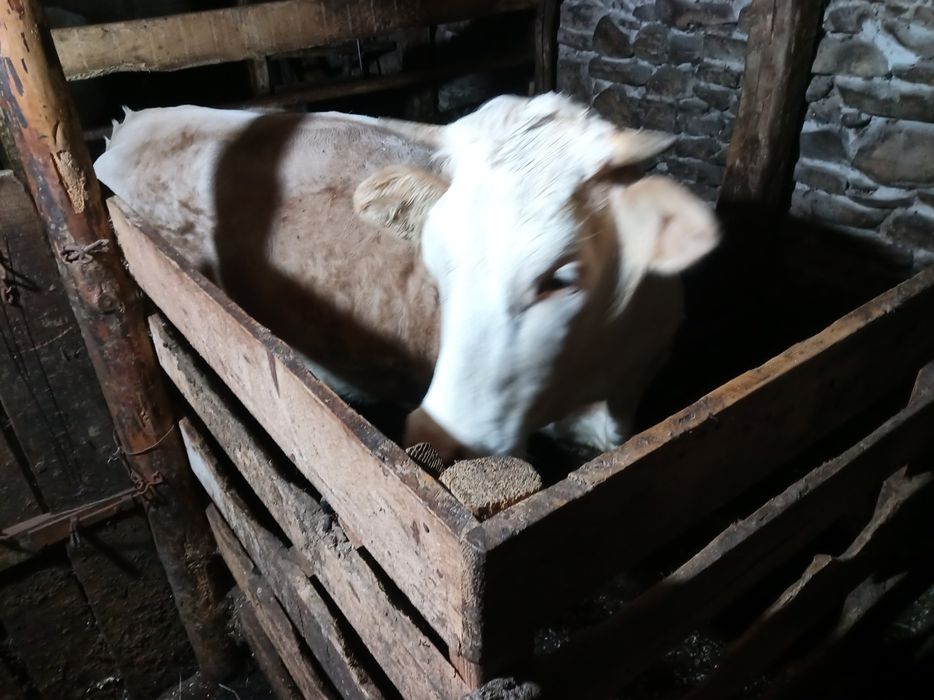 Vind junincă rasă Bălțată Românească