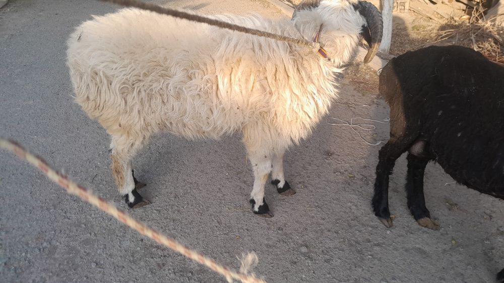 Кузи кучкор сотилади галишамиз