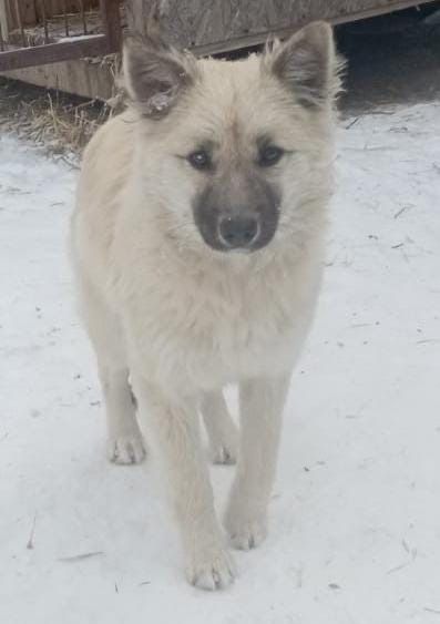 Отдам щенков в добрые руки